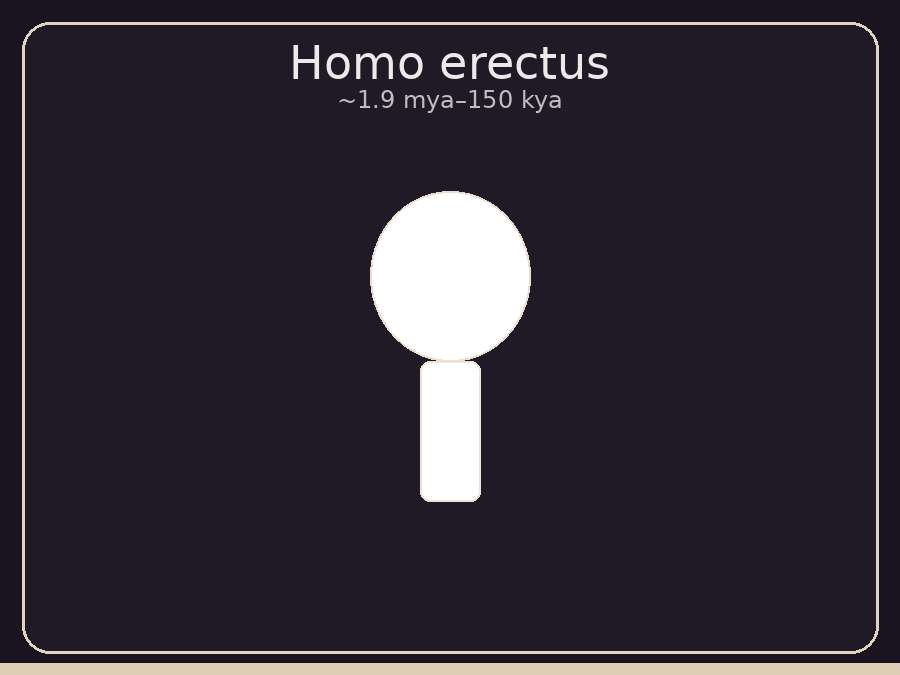 Homo erectus